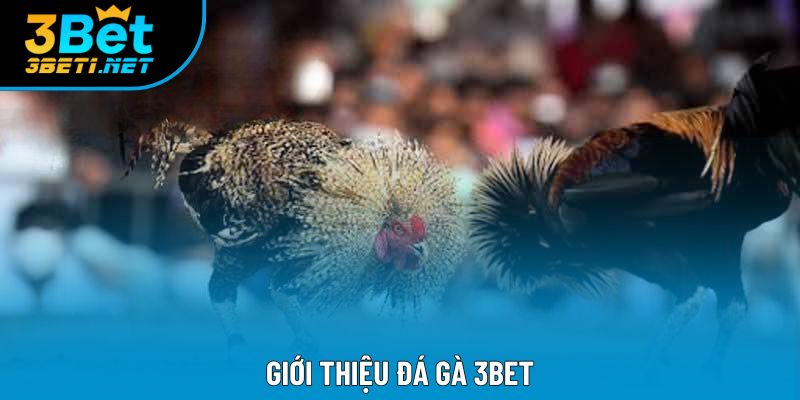 Giới thiệu Đá gà 3bet